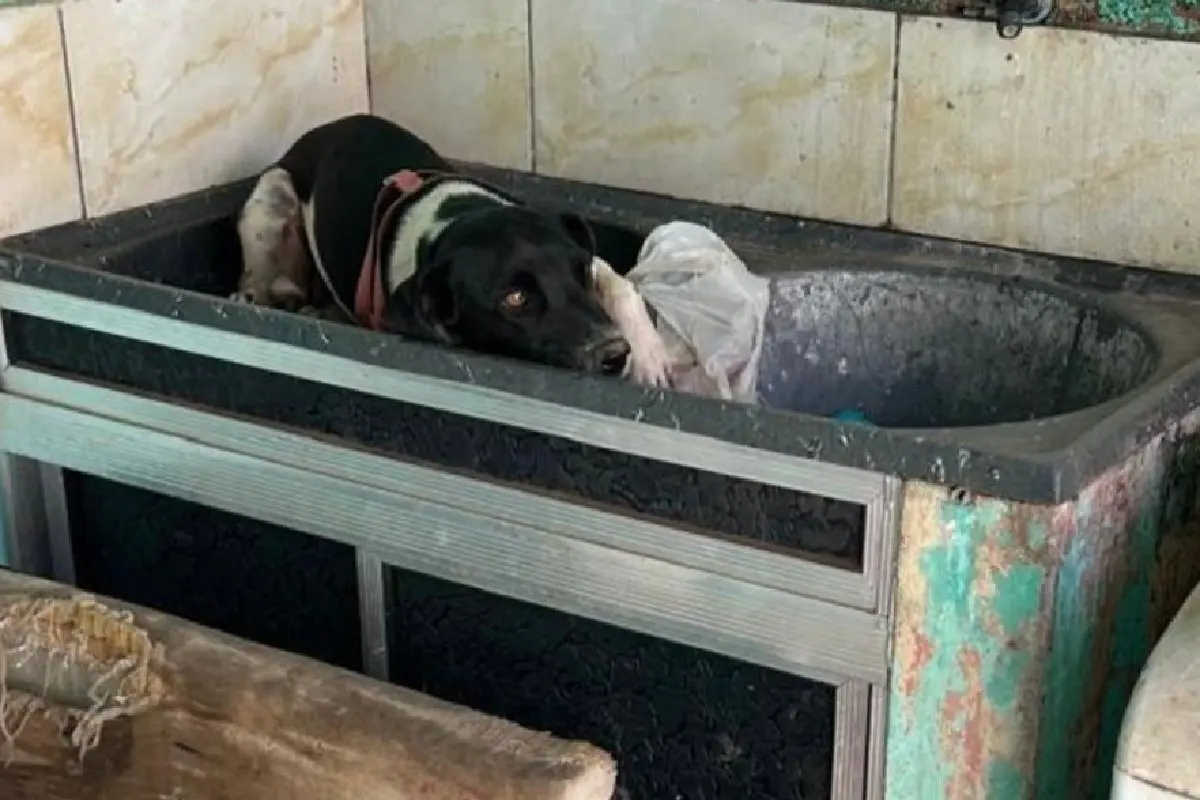 mulher-e-presa-apos-abandonar-cachorro-em-casa-vazia-e-sem-comida-em-valparaiso-de-goias