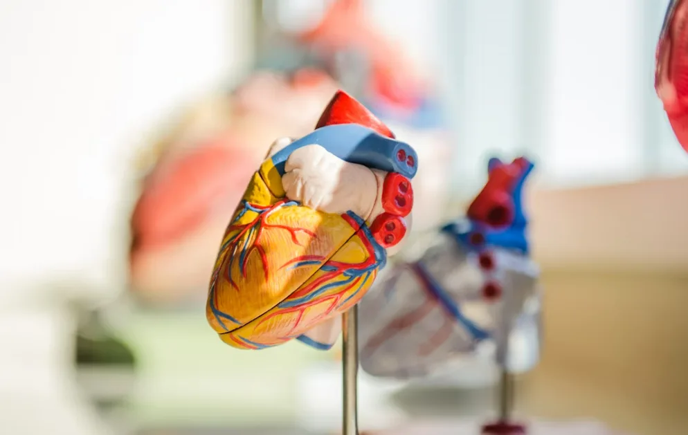 esse-habito-comum-do-dia-a-dia-pode-elevar-de-forma-silenciosa-o-risco-de-infarto-e-avc-–-revista-forum