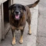 morte-do-cao-orelha-acende-alerta-para-redes-que-lucram-com-a-tortura-animais-na-internet