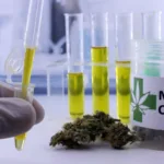 aval-da-anvisa-ao-cultivo-da-cannabis-e-marco-contra-a-repressao-a-pacientes,-dizem-associacoes