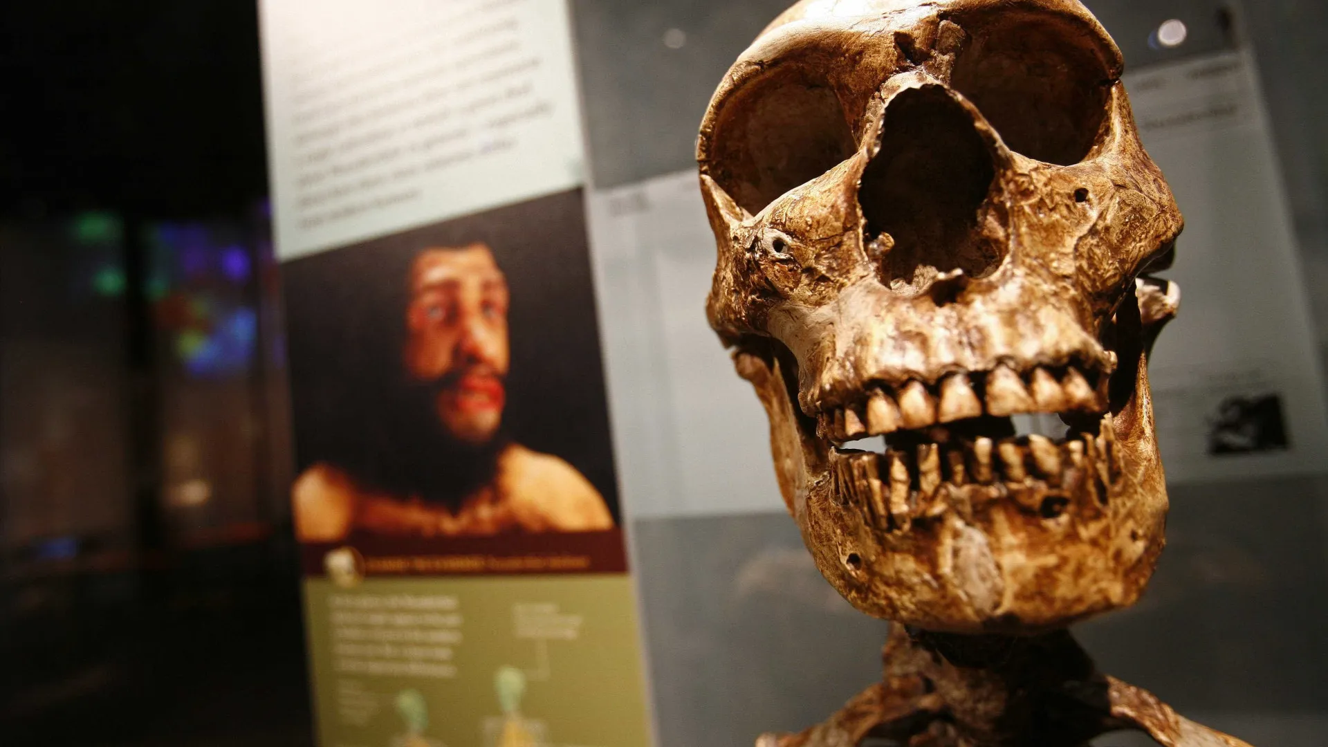 fosseis-de-770-mil-anos-podem-revelar-ancestral-de-humano-moderno-e-de-neandertal