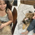 familia-procura-cachorras-desaparecidas-no-setor-garavelo,-em-aparecida