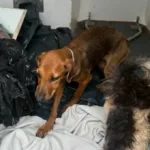 duas-mulheres-sao-presas-por-maus-tratos-a-cachorros-em-cacu