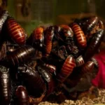 nem-barata-nem-rato:-ciencia-revela-qual-seria-ultimo-animal-vivo-na-terra-–-uol-noticias