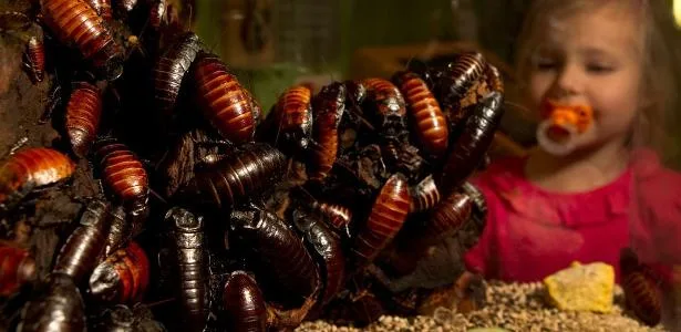 nem-barata-nem-rato:-ciencia-revela-qual-seria-ultimo-animal-vivo-na-terra-–-uol-noticias