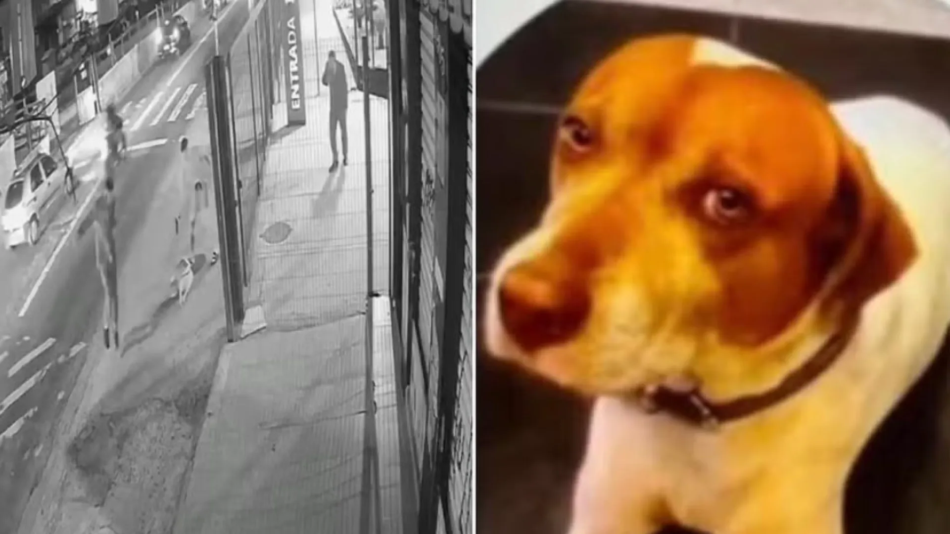 cachorro-comunitario-e-morto-com-dez-tiros-em-sao-paulo,-em-mais-um-caso-contra-animais-no-pais