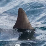 adolescente-de-13-anos-morre-apos-ser-mordido-por-tubarao-em-praia-de-olinda,-no-pernambuco