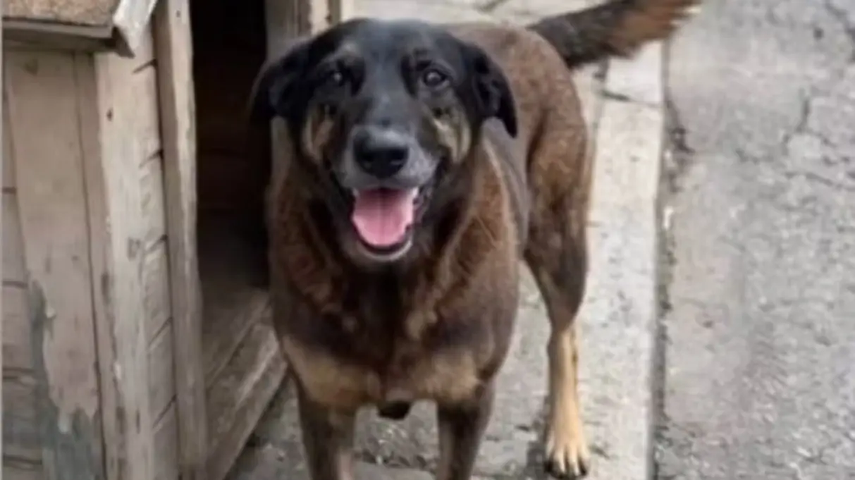manifestacao-em-goiania-cobra-justica-por-cao-orelha-neste-domingo-(8)