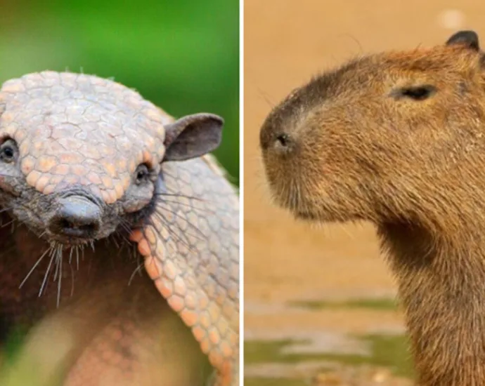 e-#fake-que-video-mostre-capivara-pegando-‘carona’-em-cima-de-tatu;-cena-foi-criada-com-ia