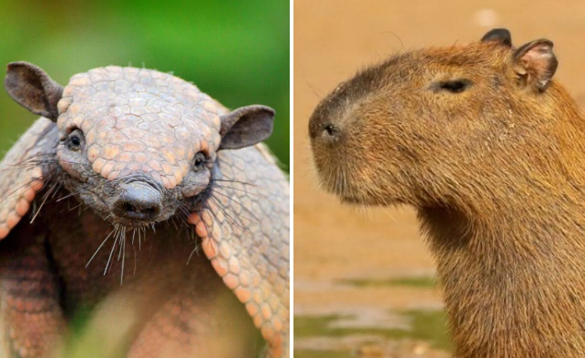 e-#fake-que-video-mostre-capivara-pegando-‘carona’-em-cima-de-tatu;-cena-foi-criada-com-ia