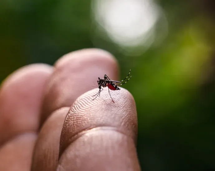 Estudo explica diferença de sintomas entre febre do Oropouche e dengue 4 estudo-explica-diferenca-de-sintomas-entre-febre-do-oropouche-e-dengue