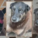 reportagem-do-fantastico-sobre-caso-do-cao-orelha-revolta-a-web:-“omissao-tambem-comunica”