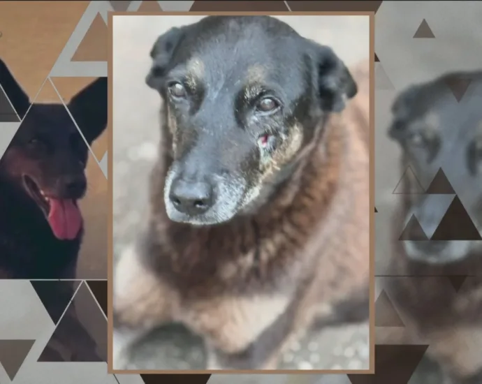 reportagem-do-fantastico-sobre-caso-do-cao-orelha-revolta-a-web:-“omissao-tambem-comunica”