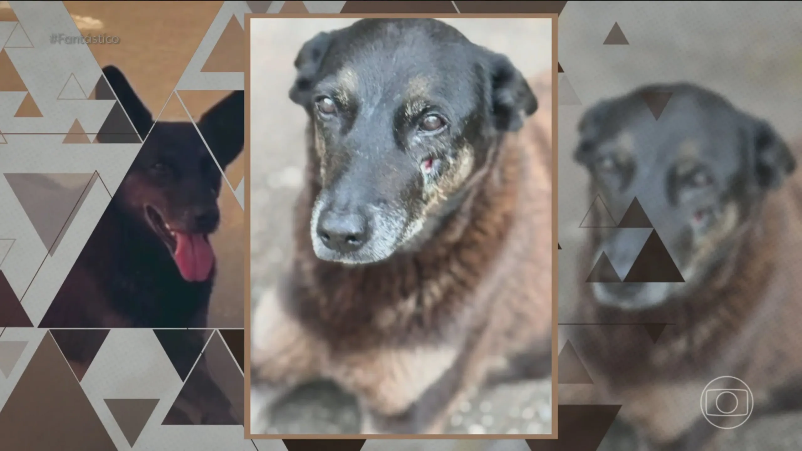 reportagem-do-fantastico-sobre-caso-do-cao-orelha-revolta-a-web:-“omissao-tambem-comunica”