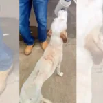 homem-e-preso-apos-arrastar-cachorro-por-rua-e-arremessar-animal-contra-o-asfalto-em-rio-verde