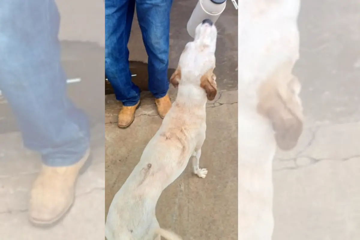 homem-e-preso-apos-arrastar-cachorro-por-rua-e-arremessar-animal-contra-o-asfalto-em-rio-verde