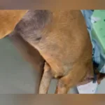 Cão comunitário morre após ser ferido com faca em Hidrolândia: ‘vida inocente ceifada’ 4 cao-comunitario-morre-apos-ser-ferido-com-faca-em-hidrolandia:-‘vida-inocente-ceifada’