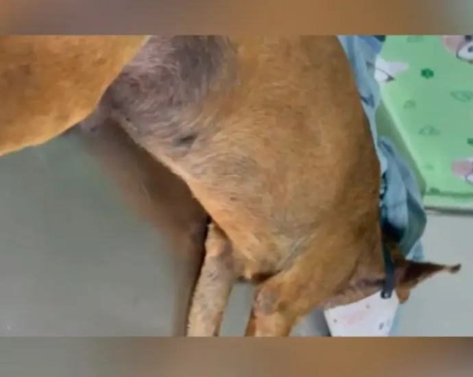 cao-comunitario-morre-apos-ser-ferido-com-faca-em-hidrolandia:-‘vida-inocente-ceifada’