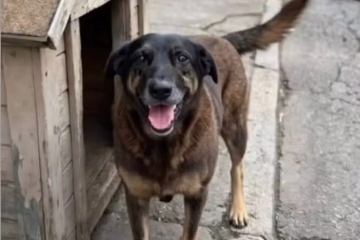 cao-orelha:-software-frances-ajudou-a-localizar-autor-durante-ataque