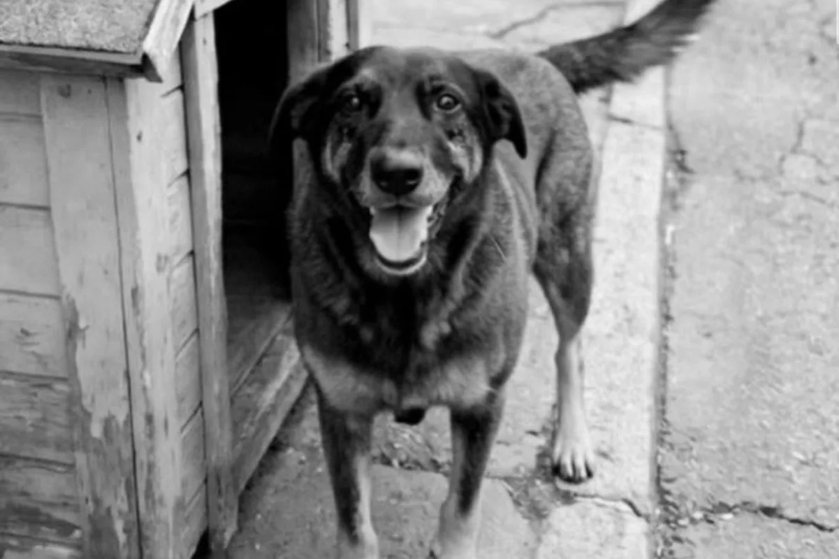 policia-da-detalhes-e-explica-como-desvendou-morte-do-cao-orelha.-video