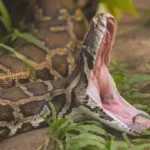veja-fotos-da-piton-que-entrou-para-o-livro-dos-recordes-como-maior-cobra-selvagem-ja-medida