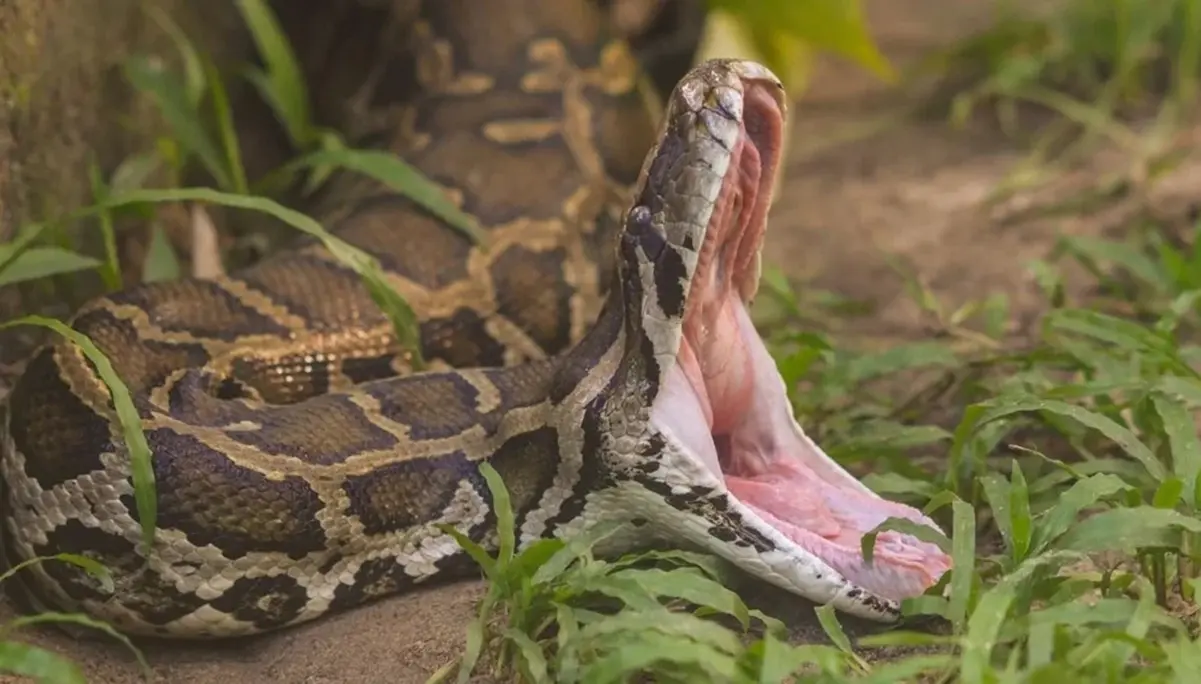 veja-fotos-da-piton-que-entrou-para-o-livro-dos-recordes-como-maior-cobra-selvagem-ja-medida