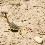 familia-encontra-mais-de-50-escorpioes-em-casa-no-interior-de-sp