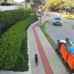 cao-orelha:-policia-vira-alvo-de-criticas-apos-lacunas-na-investigacao