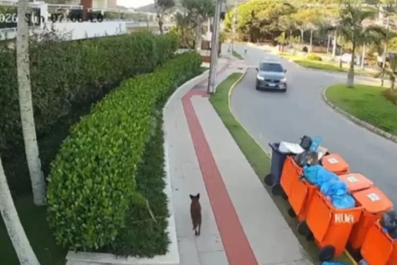 cao-orelha:-policia-vira-alvo-de-criticas-apos-lacunas-na-investigacao