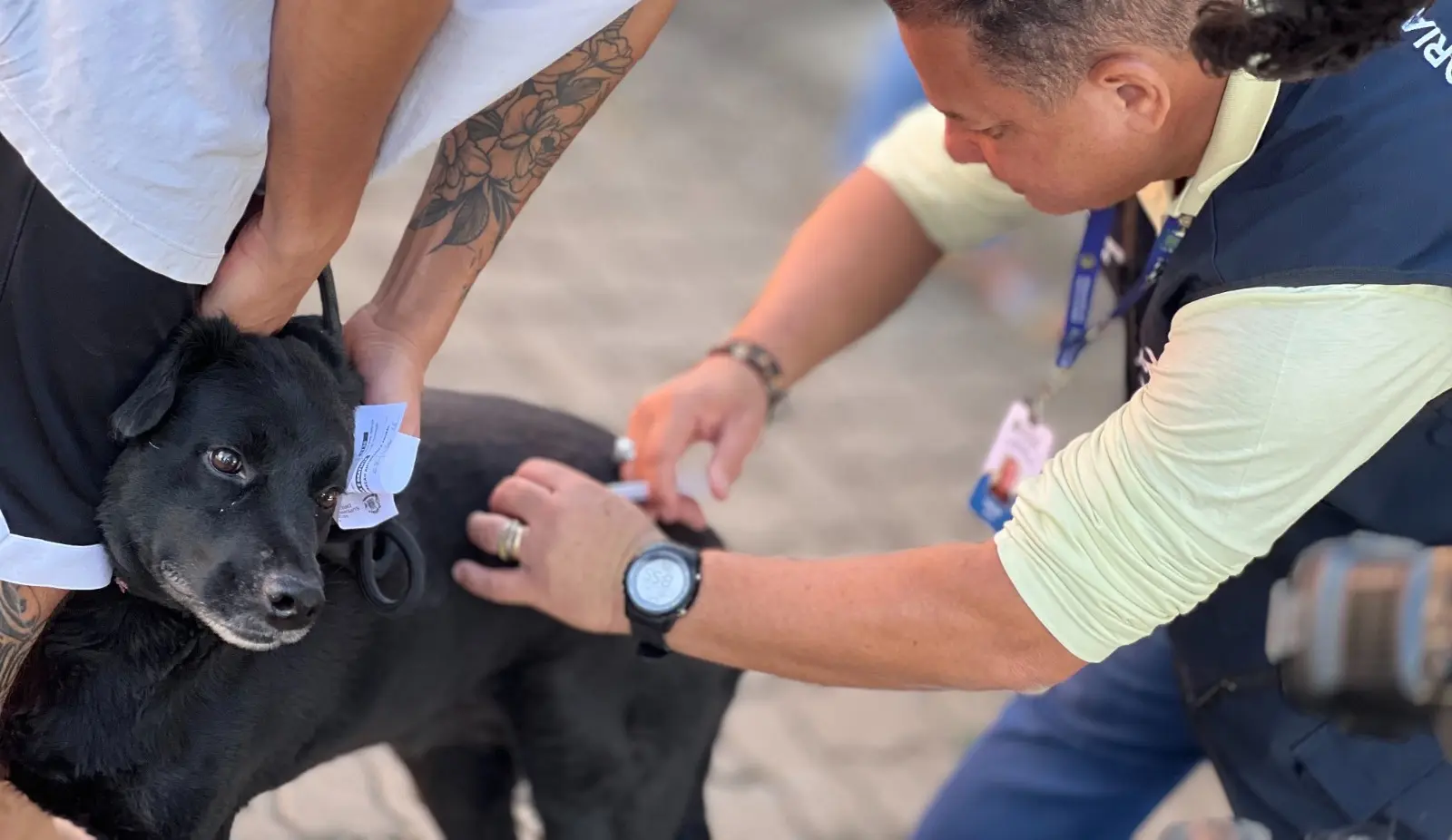 apos-confirmacao-de-morcego-com-virus-da-raiva-em-goiania,-sms-emite-alerta-sobre-vacinacao