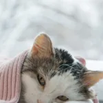 mulher-e-presa-apos-arremessar-gata-do-12o-andar-de-predio-em-curitiba