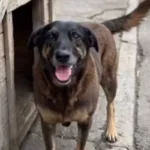 mp-de-sc-aponta-“inconsistencias”-e-nao-descarta-pedir-exumacao-do-cao-orelha