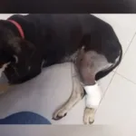 cao-e-baleado-dentro-de-condominio-em-guapo;-caso-e-investigado-pela-policia-civil