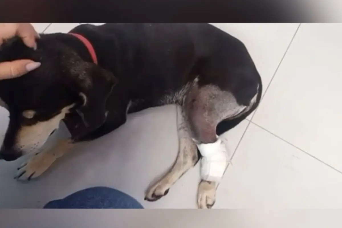 cao-e-baleado-dentro-de-condominio-em-guapo;-caso-e-investigado-pela-policia-civil