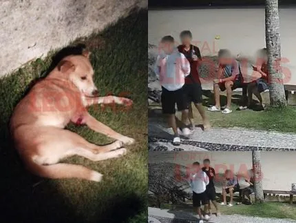 policia-de-sc-confirma-mais-um-cao-caramelo-na-lista-de-maus-tratos-na-praia-brava-–-portalleodias.com