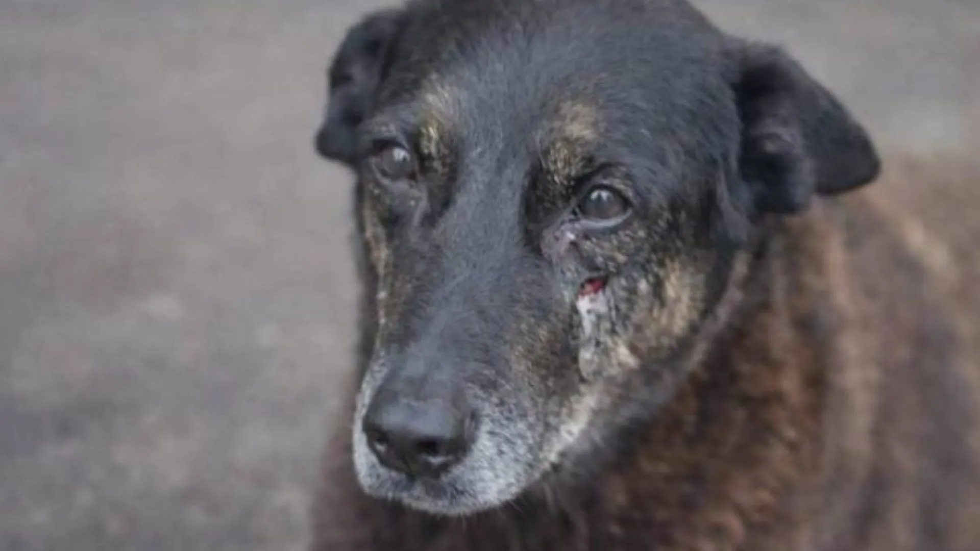 ‘pequei’,-diz-mulher-que-contou-mentira-sobre-espancamento-do-cao-orelha