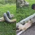 militares-salvam-cachorro-de-ataque-de-sucuri-de-3-metros-no-para.-video