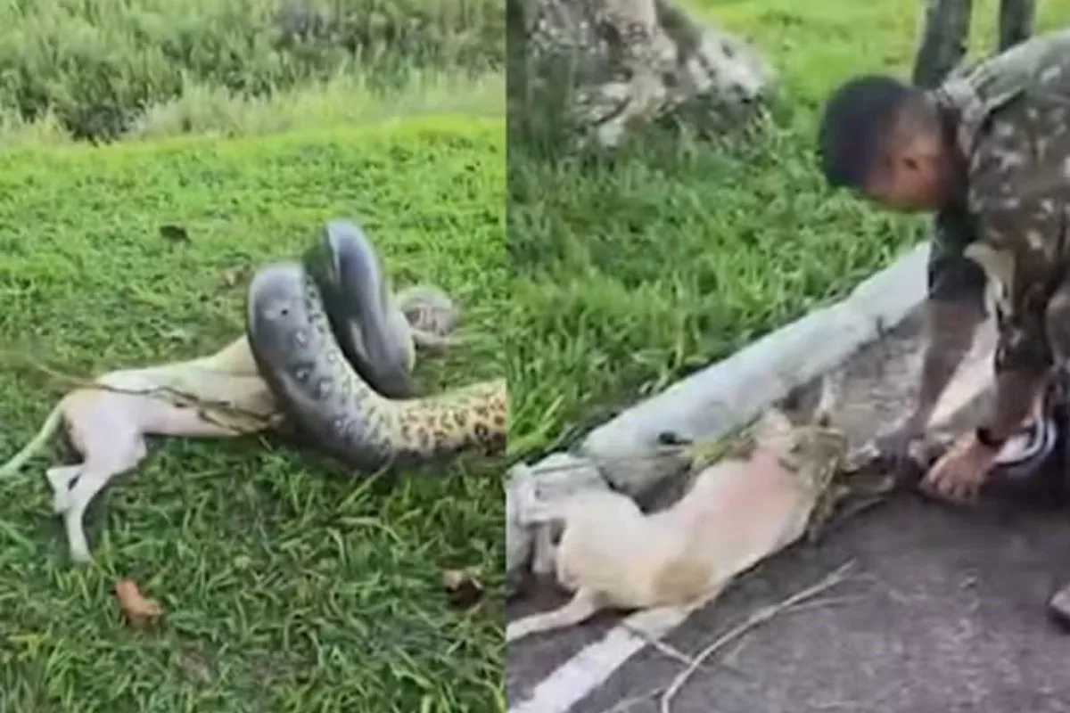 militares-salvam-cachorro-de-ataque-de-sucuri-de-3-metros-no-para.-video