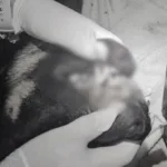 cao-e-encontrado-morto-em-sc-e-3-adolescentes-sao-detidos-por-maus-tratos