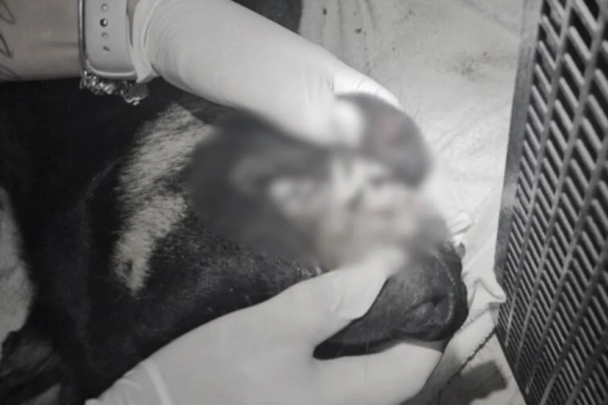 cao-e-encontrado-morto-em-sc-e-3-adolescentes-sao-detidos-por-maus-tratos