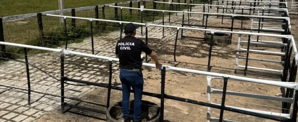 policia-civil-prende-tres-suspeitos-de-fraudar-leiloes-de-gado-em-sao-miguel-do-araguaia
