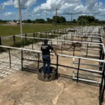 policia-civil-prende-tres-suspeitos-de-fraudar-leiloes-de-gado-em-sao-miguel-do-araguaia