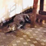 visitinha?-homem-chega-em-casa-e-encontra-jacare-na-garagem,-em-ms