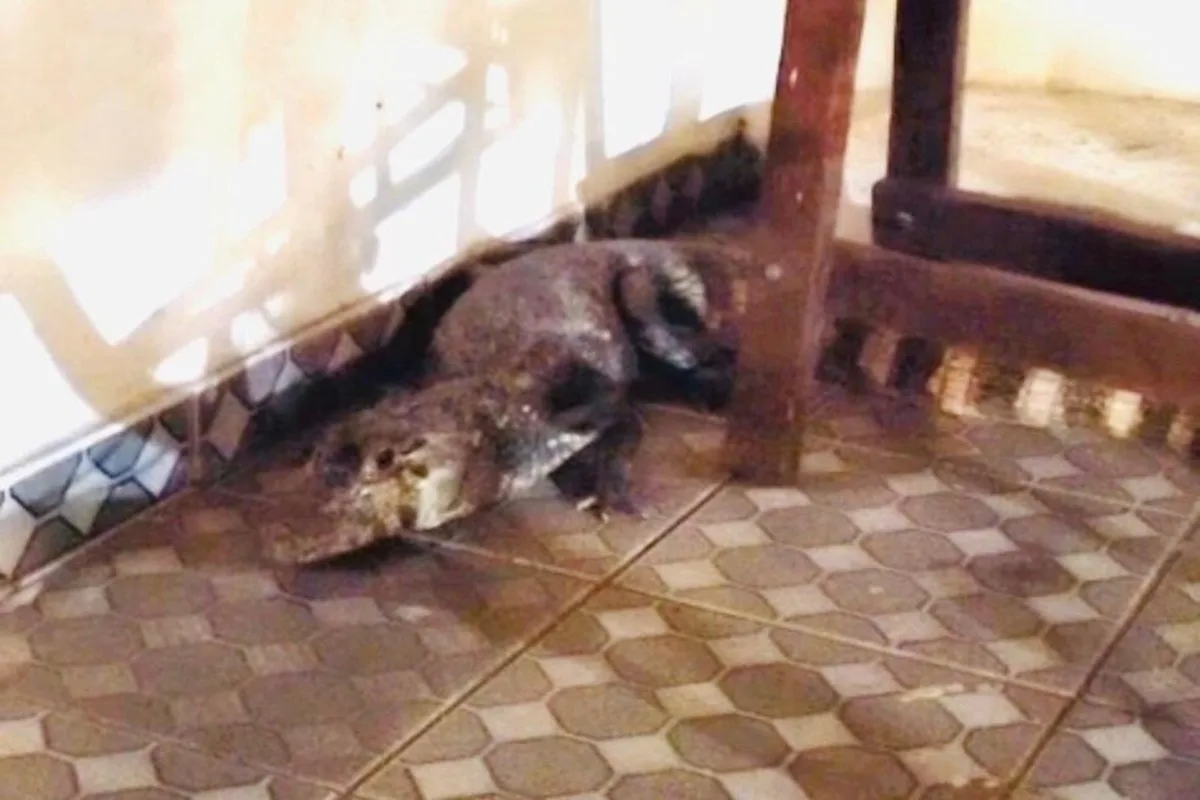 visitinha?-homem-chega-em-casa-e-encontra-jacare-na-garagem,-em-ms