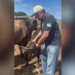 Mabel agarra bezerro e manda recado para quem ‘mamava na teta’ na prefeitura 19 mabel-agarra-bezerro-e-manda-recado-para-quem-‘mamava-na-teta’-na-prefeitura