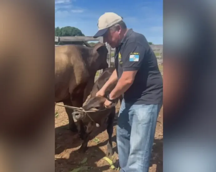 Mabel agarra bezerro e manda recado para quem ‘mamava na teta’ na prefeitura 2 mabel-agarra-bezerro-e-manda-recado-para-quem-‘mamava-na-teta’-na-prefeitura