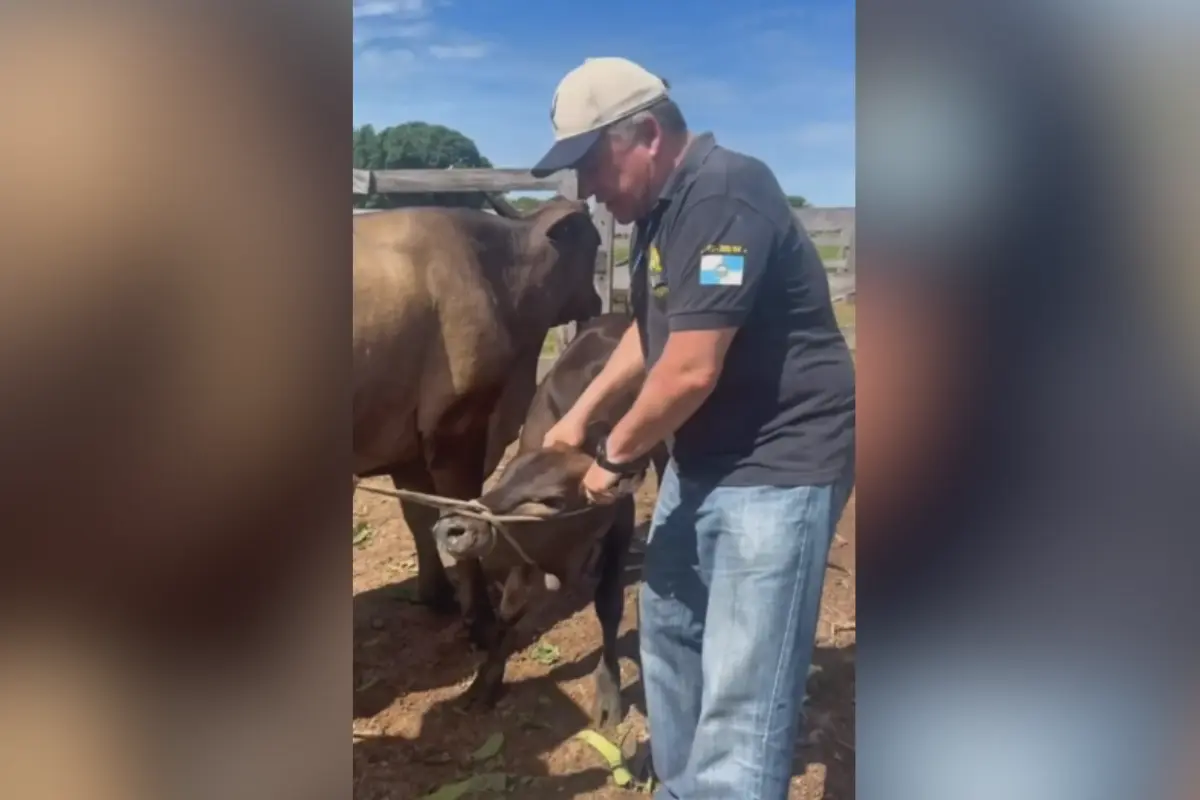 mabel-agarra-bezerro-e-manda-recado-para-quem-‘mamava-na-teta’-na-prefeitura