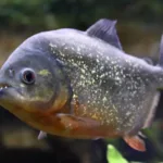 Bombeiros de Goiás orientam como agir em casos de ataques de piranhas em lagos e rios 2 bombeiros-de-goias-orientam-como-agir-em-casos-de-ataques-de-piranhas-em-lagos-e-rios