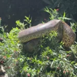 Atletas flagram sucuri gigante durante treino de canoagem em MS. Veja vídeo 2 atletas-flagram-sucuri-gigante-durante-treino-de-canoagem-em-ms.-veja-video