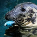 e-#fake-video-de-foca-saindo-do-mar-e-arrastando-cachorro-para-dentro-da-agua;-cena-foi-feita-com-inteligencia-artificial